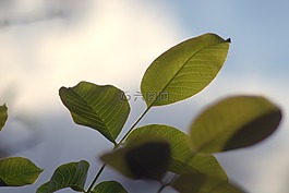 核桃,葉,葉子