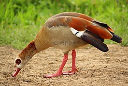 鹅,nilgans,水禽