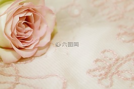 玫瑰,背景,粉紅色