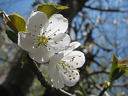 開花,樹,白