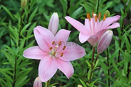 性質(zhì),花卉,植物