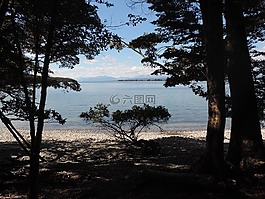 樹,海,海岸