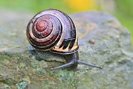 蝸牛,殼,爬行動物