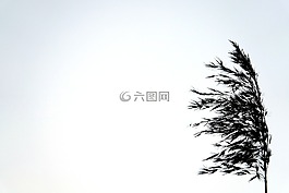 谷物,黑色,白