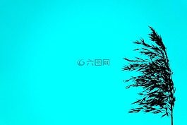 綠松石,谷物,剪影