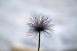 花,奇怪,拂塵