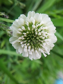 三葉草,大自然,池