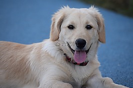 狗,小狗,動物