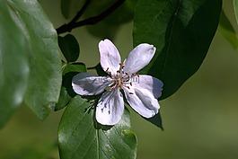 桲,花,巨大