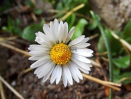雛菊,宏,花