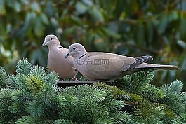 鴿子,捉住了,鳥