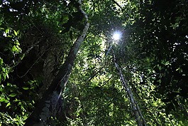 自然,陽(yáng)光,樹(shù)