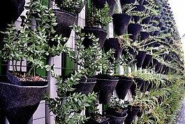 植物,植物壁,綠色