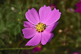 宇宙廠,鮮花,貼上