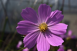 宇宙廠,鮮花,貼上
