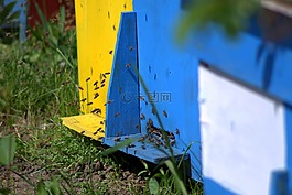 蜜蜂,昆虫,ul