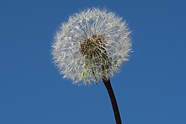 蒲公英,花,白鷺的蒲公英