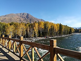 橋,秋,樹
