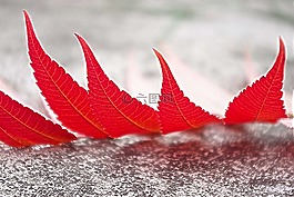 叶子,红,秋