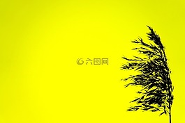 剪影,黑色,黃色