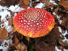 飛木耳,第一場雪,隱藏
