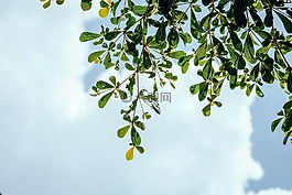 自然,樹(shù),植物