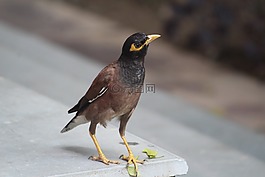 acridotheres tristis,常見的八哥,八哥