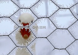 自然,動物,冬天