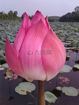 花,荷花,很好
