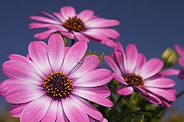 花卉,春天,蓝色