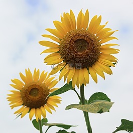 向日葵,夏天花,鮮花