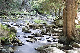 河,水,森林