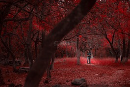 自然,森林,樹