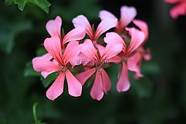 花,粉紅色,春天