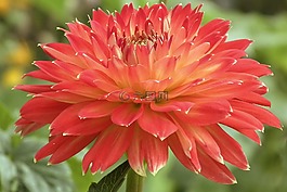 嬌琴紗,紅色,開花