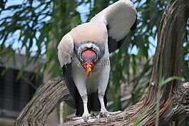 國(guó)王兀鷲,鳥,自然
