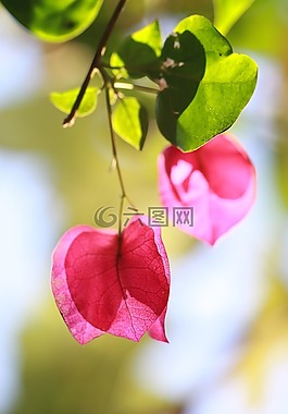 花卉,性質(zhì),春天的花朵