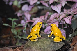 青蛙,自然,野生動物