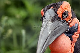 檸檬角烏鴉,鳥,動物園