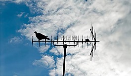 鴿子,天線,鳥