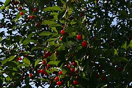 櫻桃,紅色,水果