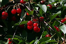 櫻桃,紅色,水果