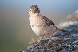麻雀,鳥,斯珀林