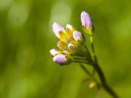 罩衫,花,開(kāi)花