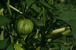 蕃茄,花園,墨西哥