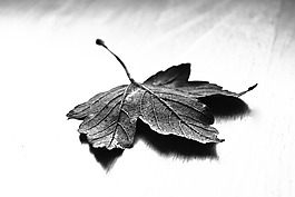 楓,葉,自然