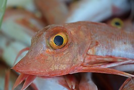 魚,紅色,海