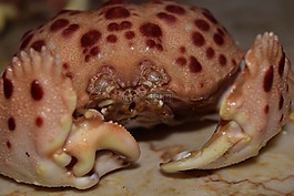 癌癥,關(guān)閉,魚(yú)市場(chǎng)