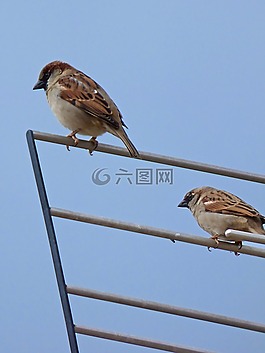 麻雀,天線,鳥