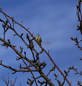 鳥,藍山雀,parus caeruleus